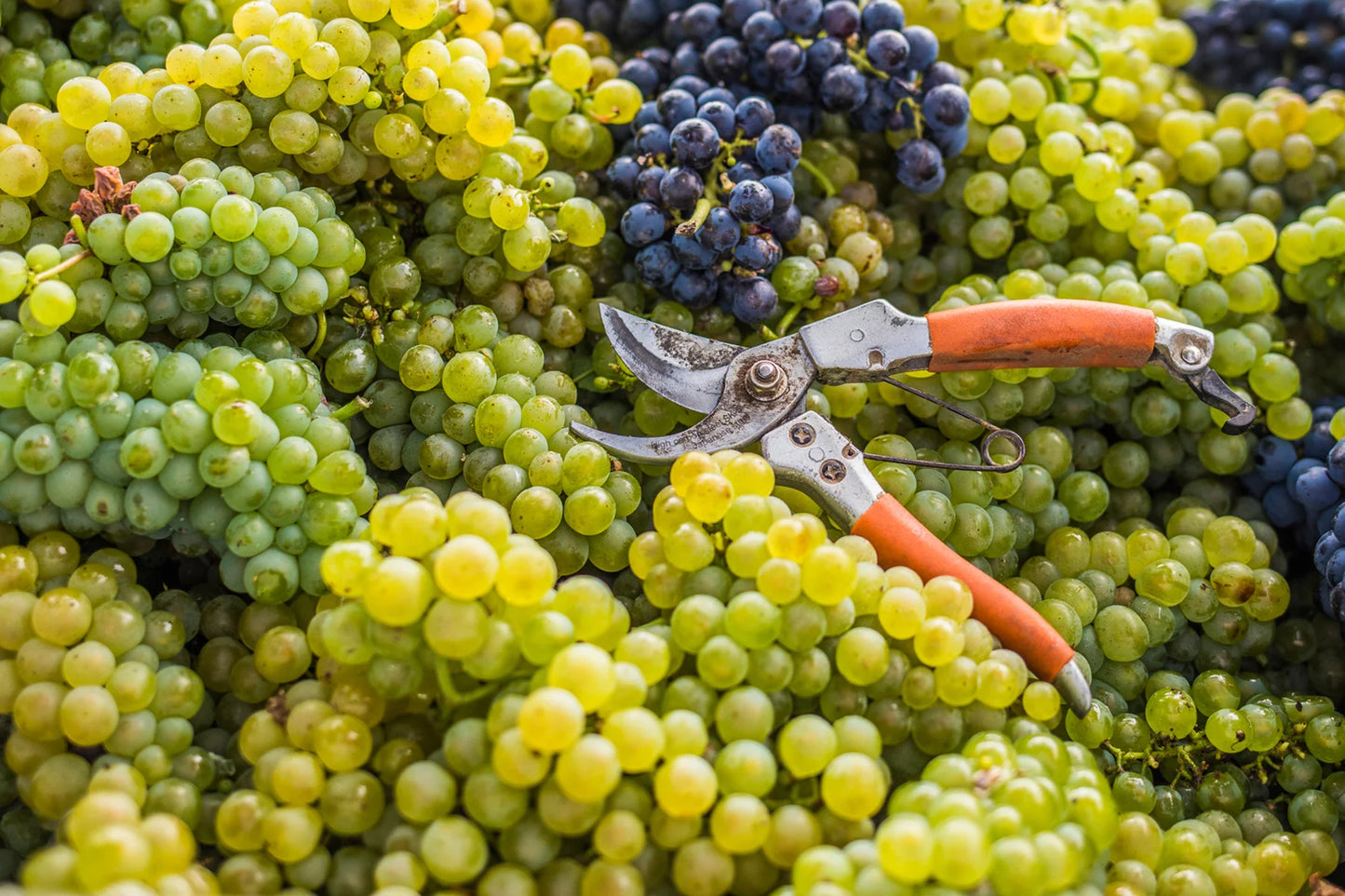 Weintrauben mit Schere nach Lese