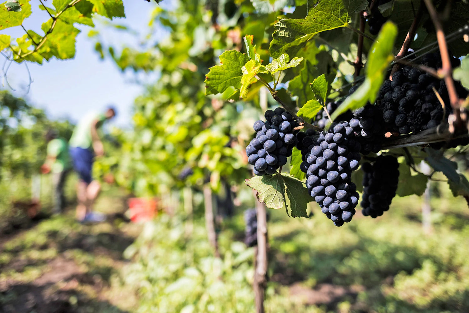 Weinberg_Weinlese im Karpatenbecken