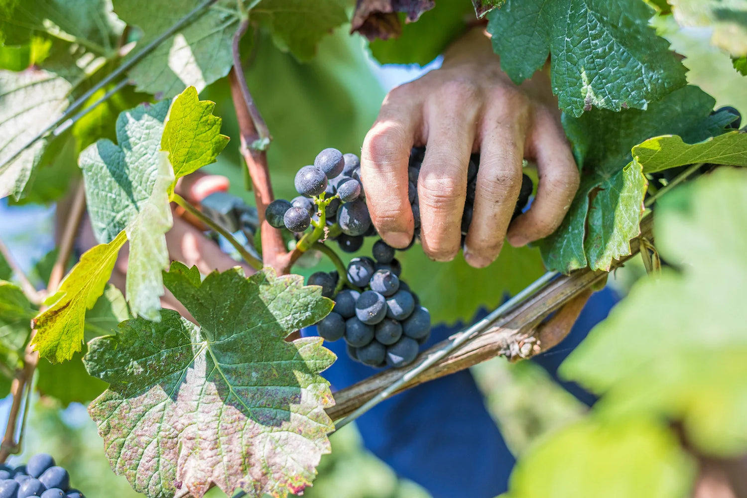 Weinlese auf dem Weinberg
