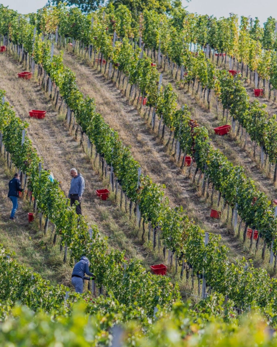 Weinberg im Karpatenbecken zur Weinlese